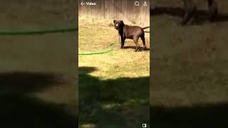 Dog was acted crazy with water hose shorts dog [upl. by Eva]