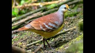 Gallicolumba rufigula Cinnamon Ground Dove [upl. by Ynotna]