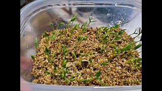 Germinating Chile Seeds with Simple Method [upl. by Ellekcim]