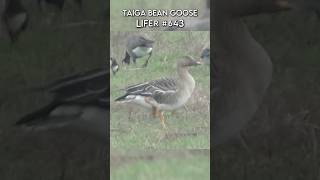 Taiga Bean Goose in Humboldt County California Comment down below what species you think it is [upl. by Nohs414]