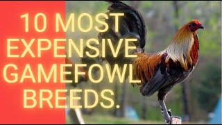 10 Most Expensive Gamefowl Breeds [upl. by Peppi891]