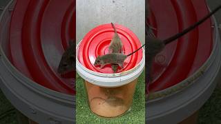 Best home Mouse trapmouse traps tips from plastic bucket rattrap mouse mousetrap [upl. by Anehs967]