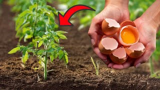 What Happens When You Use THIS Kitchen Fertilizer on Your Tomatoes [upl. by Pasahow]