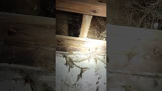 Leaky basement inside horizontal vertical step cracks Detroit block walls [upl. by Sonny]