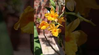 Dendrobium fimbriatum variedade suavíssimo orquídeas flores [upl. by Elleron]