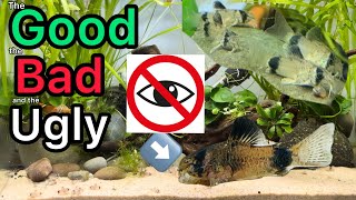 Breeding Corydoras Update  the Good the Bad and the Ugly [upl. by Irakuy]