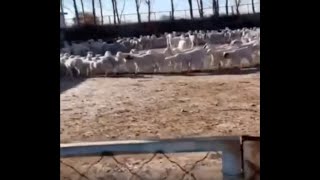 Mystery of Hundreds of Sheep Walking in Circles NonStop for 14 Days Scientists Baffled [upl. by Eirameinna]