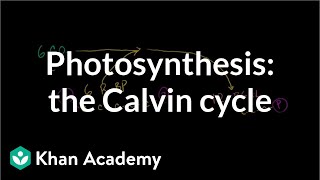 Photosynthesis Calvin Cycle [upl. by Dulcea]