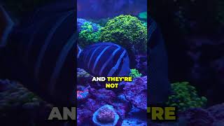 Worlds Largest AllInOne Aquarium World Wide Corals [upl. by Sansen]