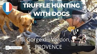 Truffle hunting with dogs in Provence [upl. by Sibelle]