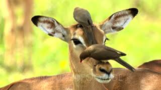 Impala Aepyceros Melampus Being Groomed By RedBilled Oxpecker Birds [upl. by Eissim]