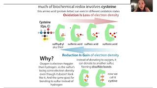 Cysteine crosslinks disulfide bonds cysteine oxidation amp reducing agents in the body amp the lab [upl. by Salomi]