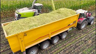 Maize Silage on Largest Dairy Farm in Holland  HUGE 75m3 4axle Pushoff Trailers  Van Bakel [upl. by Itsa]