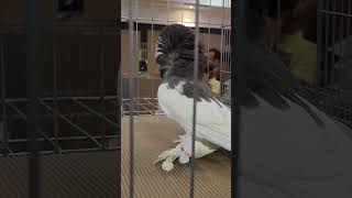 AK 47fancypigeonkabootarfancybirdpigeonwhitepigeontrendingshortspigeonlovenewvideoviral [upl. by Leahplar]