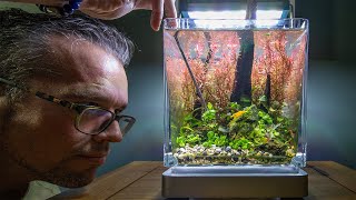 Relaxing 6 month Low Tech Nano Tank Update and Anubias Mini Coin Tutorial 4K [upl. by Peter]