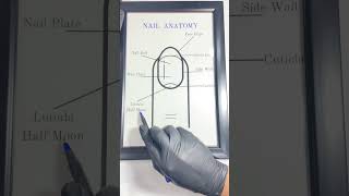 Nail anatomy nail academy basicnails beauty nailart nailtips [upl. by Ynnavoig961]