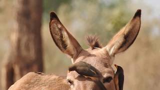 Yellowbilled Oxpecker 2018 [upl. by Melitta]