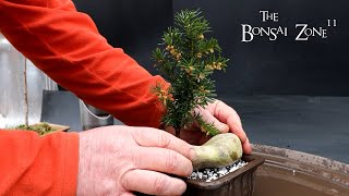 Root Pruning My Catalpa Dawn Redwood Yew and Gingko The Bonsai Zone Feb 2024 [upl. by Eb]