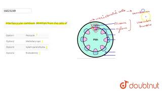 Interfascicular cambium develops from the cells of [upl. by Oneida]