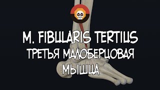 Третья малоберцовая мышца m fibularis tertius 3D Анатомия [upl. by Kelwunn]