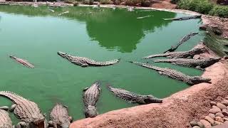 Crocoparc Agadir Jardin exotique et Parc animalier voyage lifestyle visit park [upl. by Byram]