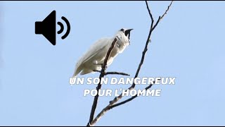 Ce petit oiseau est le plus bruyant du monde [upl. by Tobie]