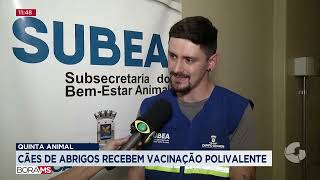 BORA MS  CÃES DE ABRIGOS RECEBEM VACINAÇÃO POLIVALENTE  101024 [upl. by Kornher29]