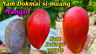 nam dokmai simuangnam dokmai purple mangojin xing mangocontact9734307077 [upl. by Aivin579]