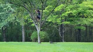 Climbing the mimosa tree and the most magnificent garden spider weve ever seen Aug 11 2023 [upl. by Gerdy]