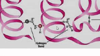 Estructura de las proteinas [upl. by Niajneb409]