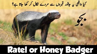 Honey Badger or Ratel  The Don of the the Forest  Wildlife of Pakistan  Bijju Animal [upl. by Angie237]