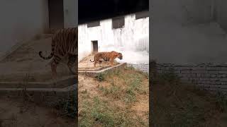 youtubeshortsductingworkductingmachineduct dosto aaj ghumne gya tha zoo ma ab bhidekh lo tiger [upl. by Kei]