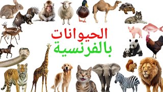 الحيوانات بالفرنسية  les animaux en français [upl. by Aileen]