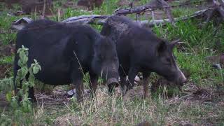 Feral Pig Without Ears Survivor Of A Dingo Attack  Spotted Safaris [upl. by Senecal42]