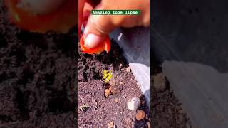 Tomatoes 🍅🍅🍅growing timelapse viral short tomatoes plants timelapse shorts [upl. by Renrut]