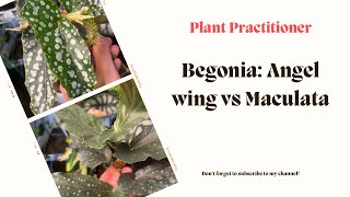 Angel Wing Begonia vs Maculata What is the Difference [upl. by Arnuad]