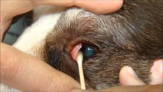 Debridement of an indolent ulcer in a dog using a Qtip applicator under topical anesthesia [upl. by Alleinad]