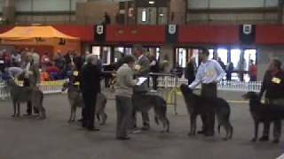 Scottish Deerhounds Scottish breeds Show 2007 [upl. by Persons999]