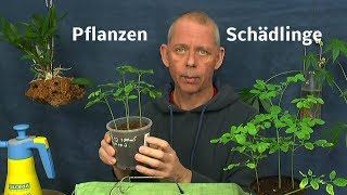 Thripse an Zierpflanzen behandeln Neem auch gegen andere saugende Insekten an Pflanzen [upl. by Salvador634]