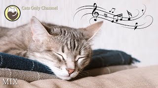 Deep Relaxation Music for Cats with Cat Purring Sounds  Stress and Anxiety Relief [upl. by Eimac179]