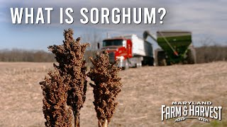 What is Sorghum  MD FampH [upl. by Amlez667]