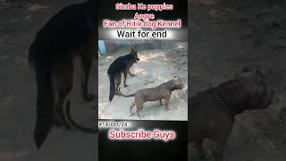 Newborn puppies Aagye🥰 Simba Blood🔥Rock ke sath Prank Kiya🤪 Bhagat ka Birthday 🎂🎉 [upl. by Inor688]