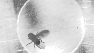 Male fruit fly Drosophila perform courtship behavior all by himself [upl. by Nicholas502]