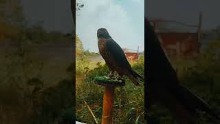 falconry youtube birds falcon iran explore 🇮🇷👑 [upl. by Aleinad]