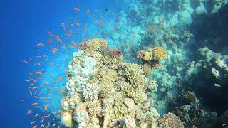 Blue hole Dahab من أجمل مناطق الغوص بمنطقة دهب بخليج العقبة [upl. by Laurens]