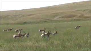 Pronghorns [upl. by Oterol436]