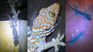 Wild Tokay Gecko Facts amp Mating call sound [upl. by Nywloc483]