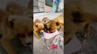 Alimentando Perritos Abandonados bezato  perros [upl. by Ihp373]