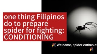 1 Thing Pinoy Do To Prepare Spider For Fighting Condition [upl. by Aicel]