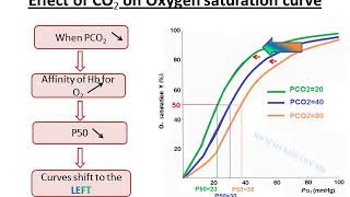 Hemoglobin vs Myoglobin Oxygen Dissociation Curves [upl. by Inaoj]